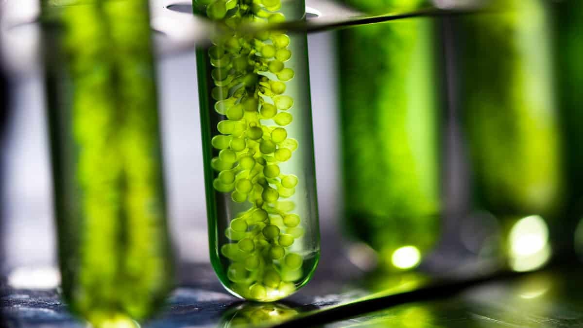 Biodiesel in test tubes