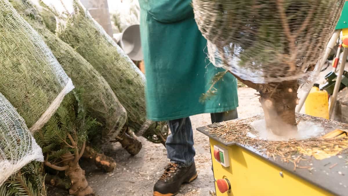 A photograph. A man is wrapping a pine tree with plastic mesh. There are trees already wrapped behind him.