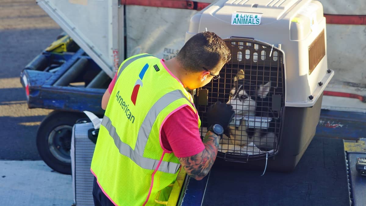 A cargo handler moves a pet crate on airport tarmac.