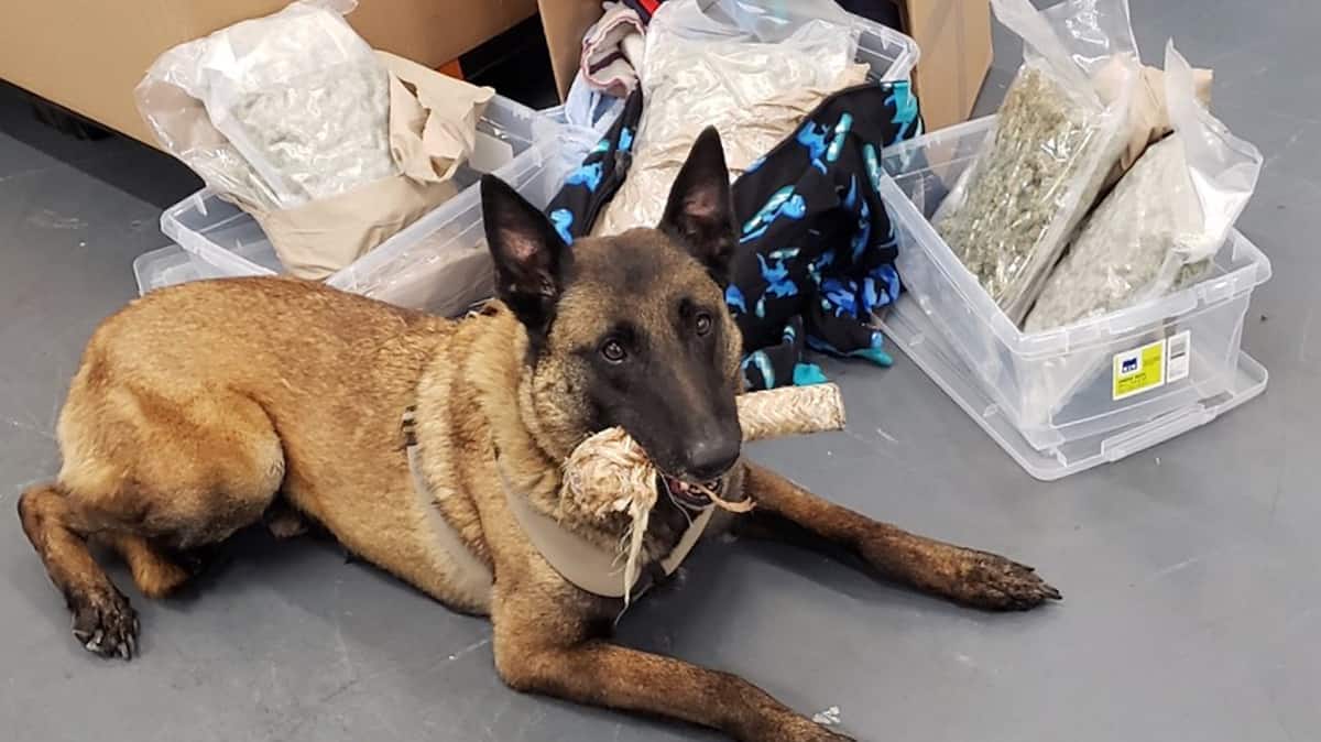 A U.S. Customs and Border Protection dog with a marijuana found as part of a surge of drug seizures from truck shipments coming from Canada. Marijuana seizures from trucks coming from Canada are increasing.