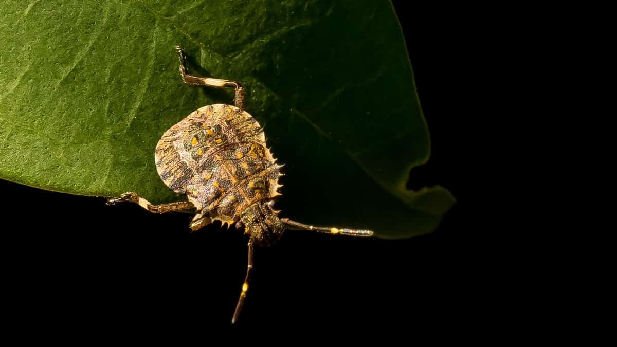 A brown marmorated stink bug on a green leaf. Australia is working hard to keep out the invasive pest by treating cargo shipments.