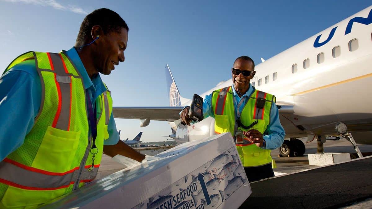 United Airlines workers place box of seafood on conveyor belt to load plane on sunny day. United announced big job cuts.