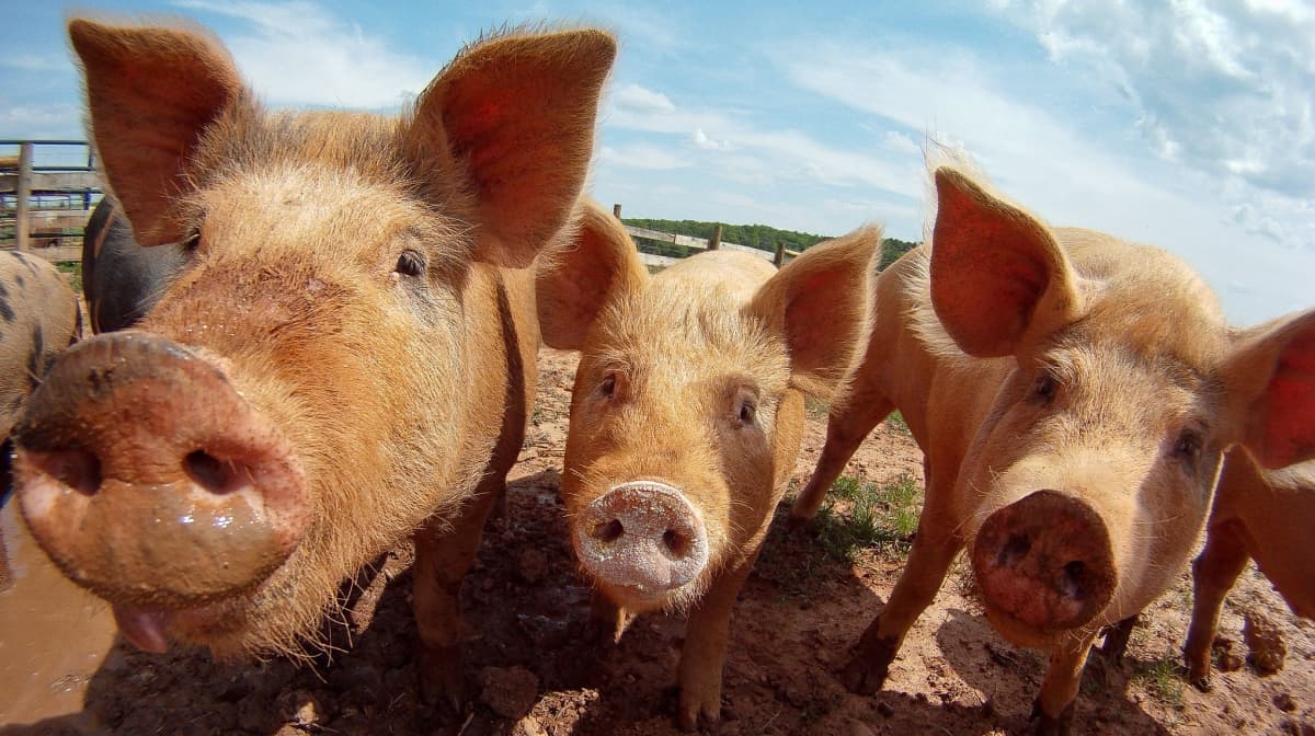 farm agriculture exports pork