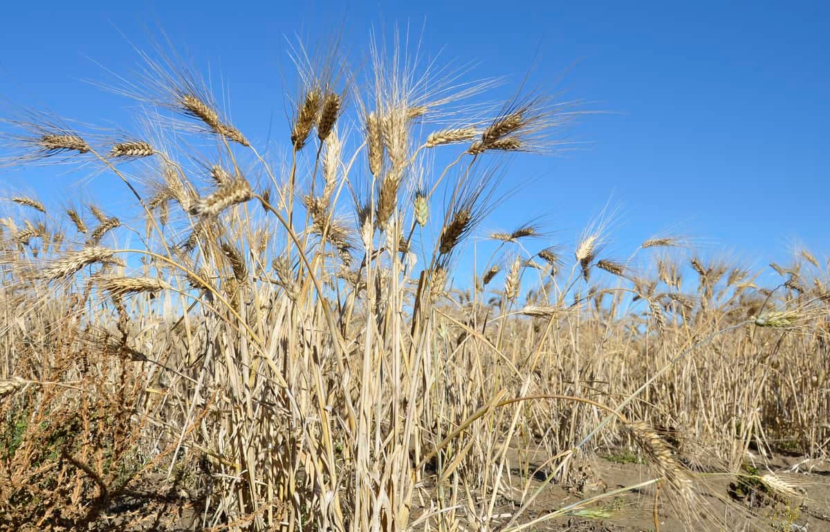 A photograph of a wheat field.