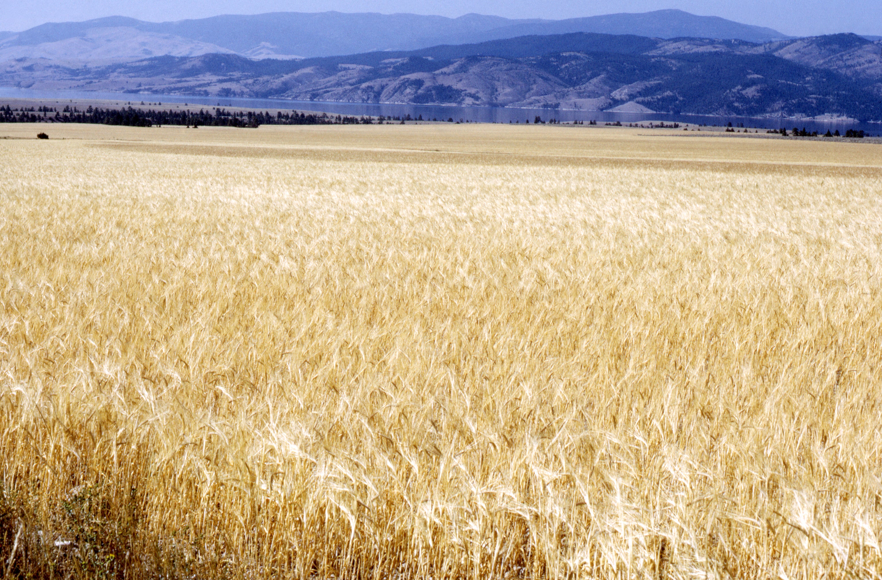 A photograph of a wheat field. A mountain range is in the distance.