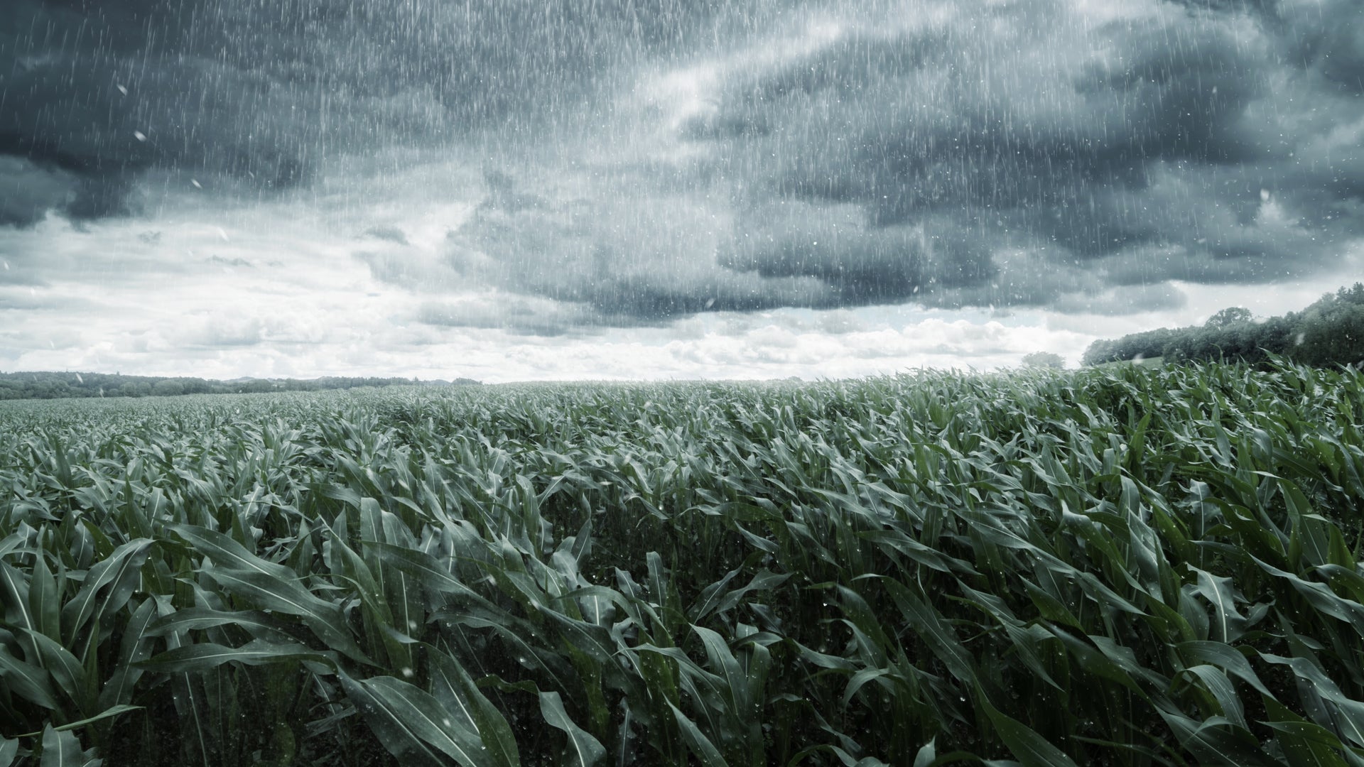 Heavy rain falling on crops.