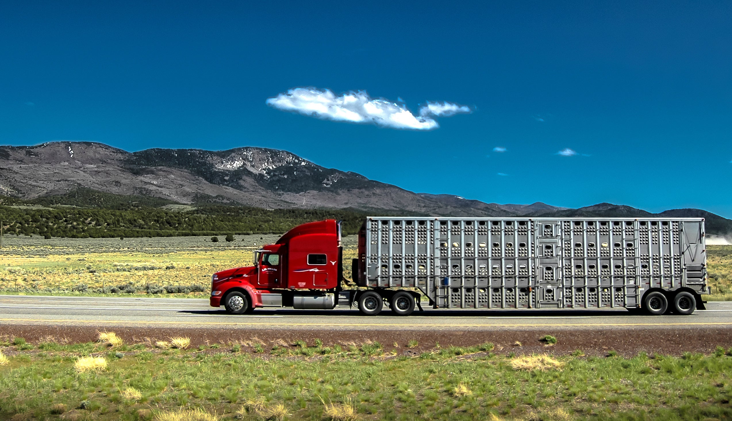 A truck transports live cattle in illustrate an article about the impacts of the JBS cyberattack on livestock haulers