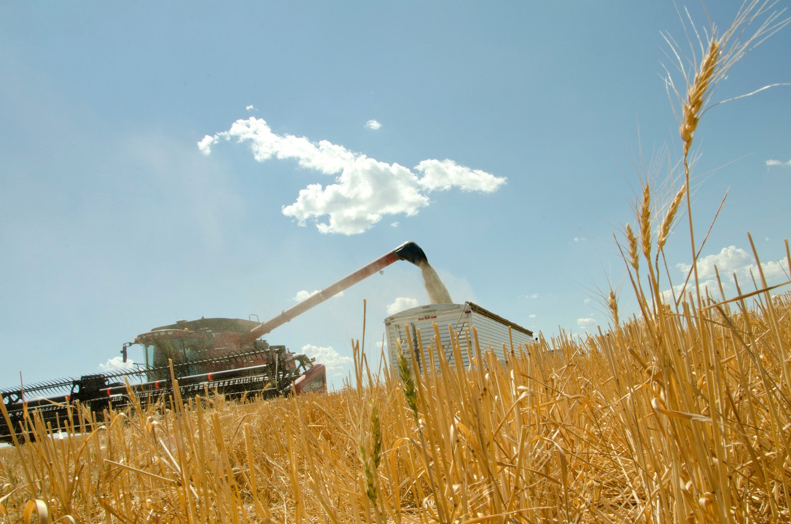 A photograph of a combine harvester collecting grain in a field.