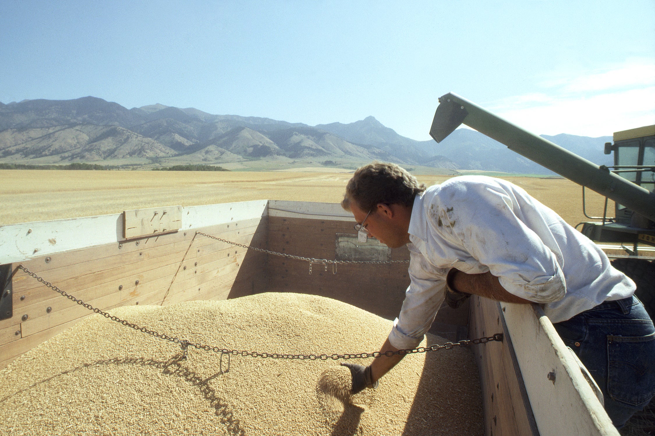 A photograph of a man looking at a truckload of grain.