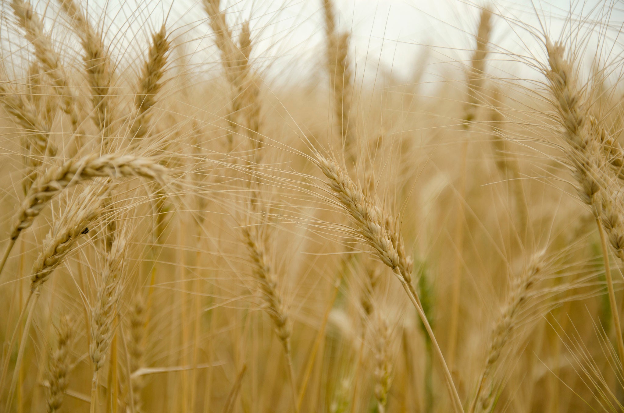 A photograph of strands of wheat.