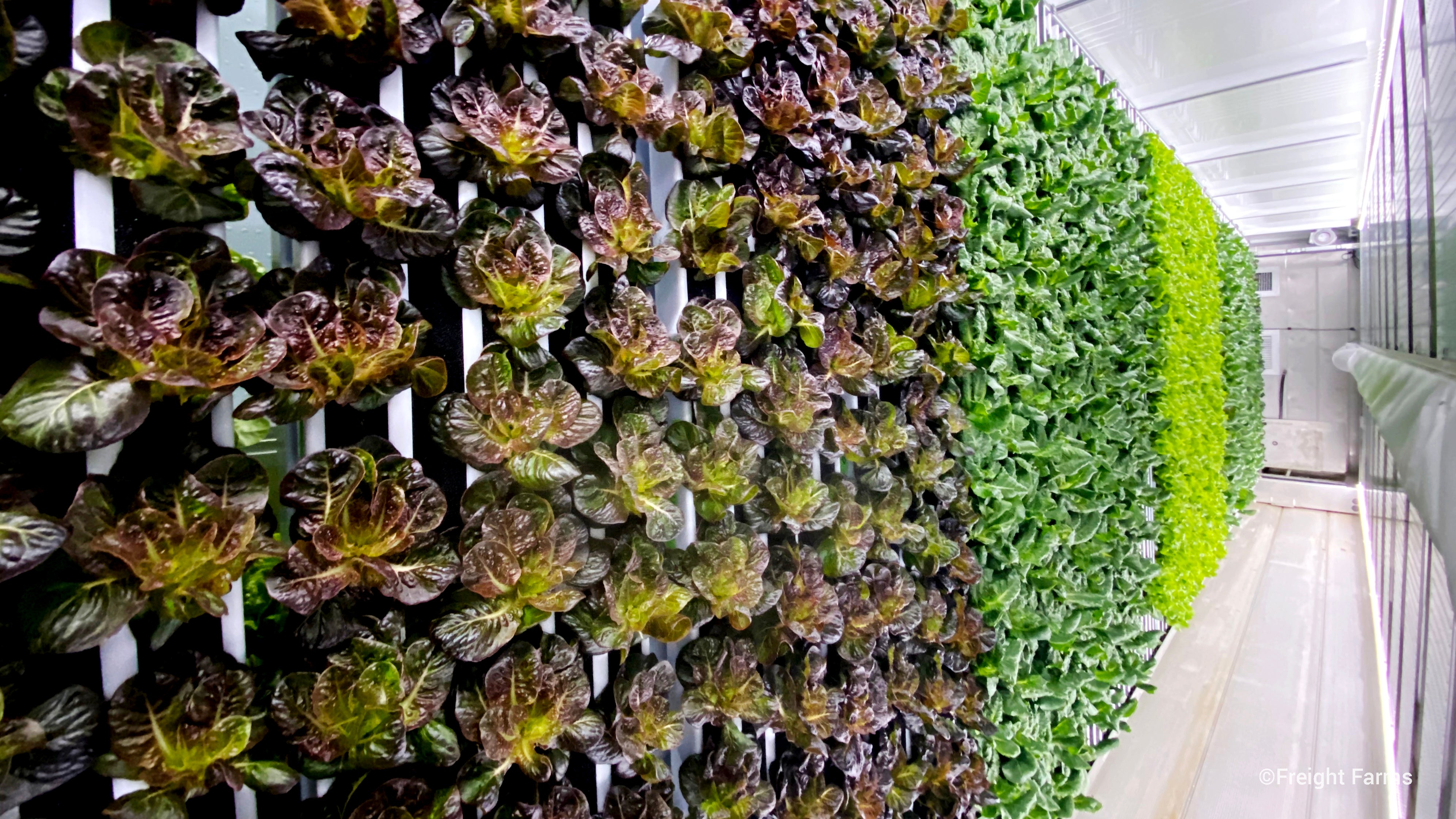 Freight Farms is turning shipping containers into hydroponic farms.