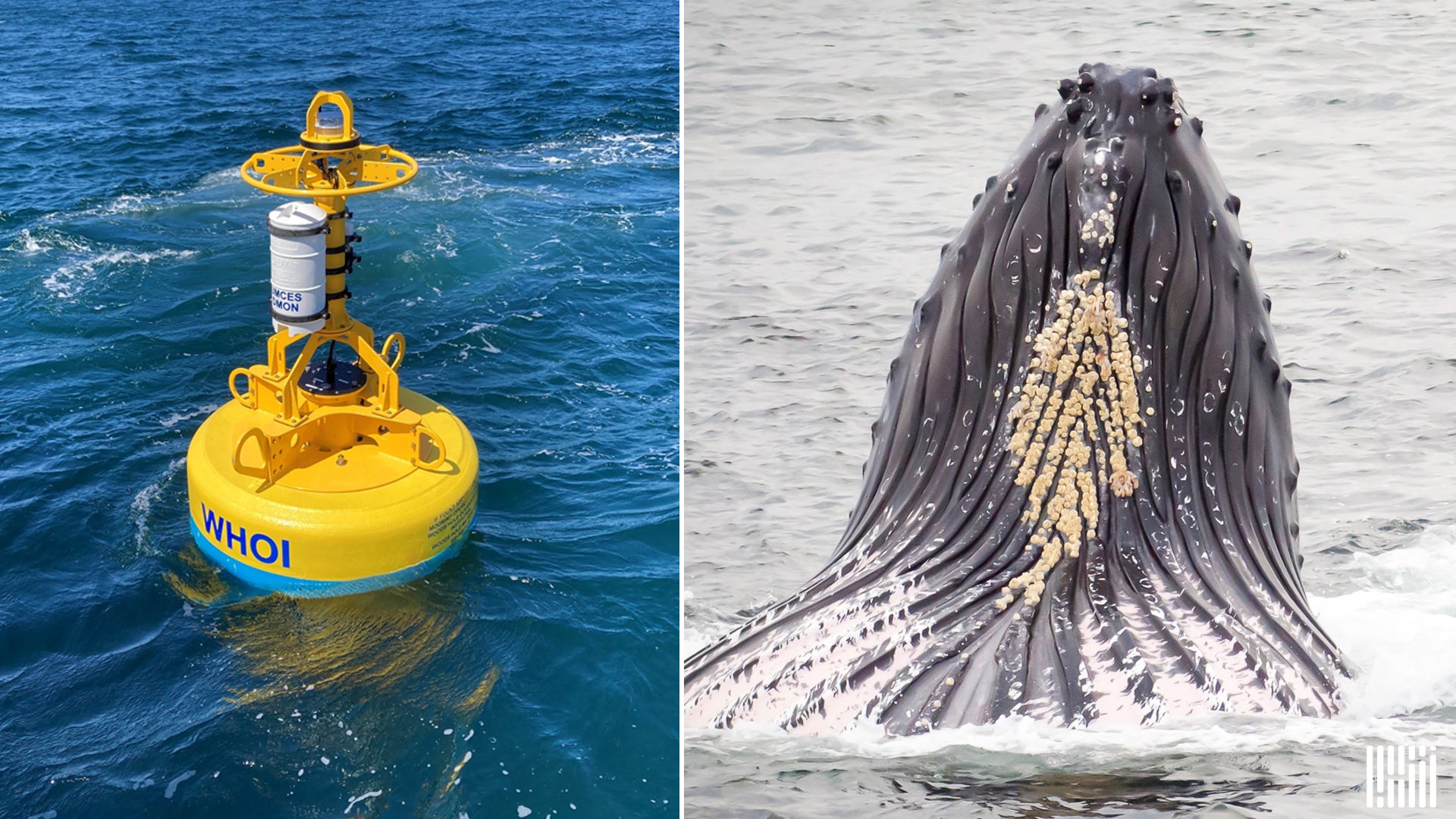 CMA CGM is deploying two whale-monitoring buoys on the East Coast.