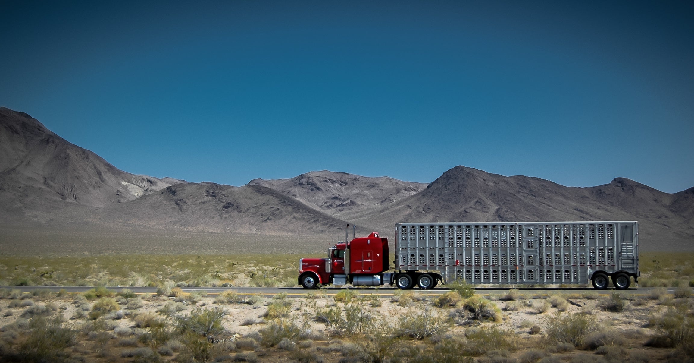 A tractor-trailer of Utah-based trucking company, L.W. Miller Cos., which is shuttering its livestock division.