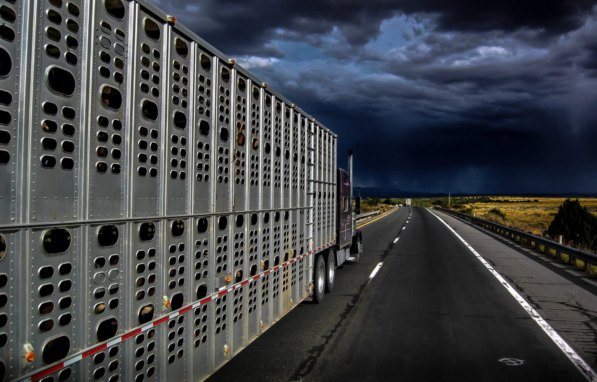 A truck transporting lifestock