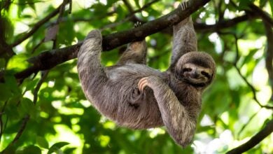 A furry brown sloth hangs from a tree in the rainforest.