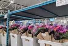 Bunches of purple flowers fill bins at a warehouse.