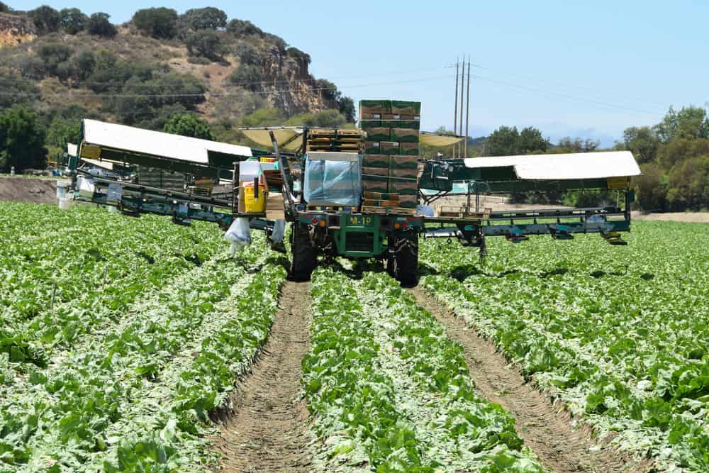  Lettuce being harvested in the Salinas Valley. 