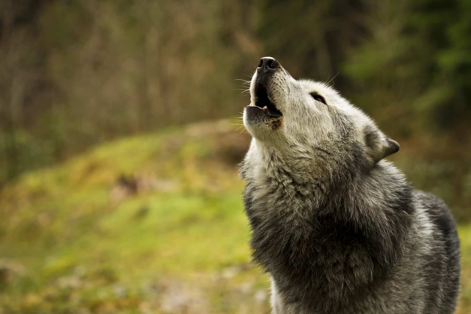 волк воет фото животного