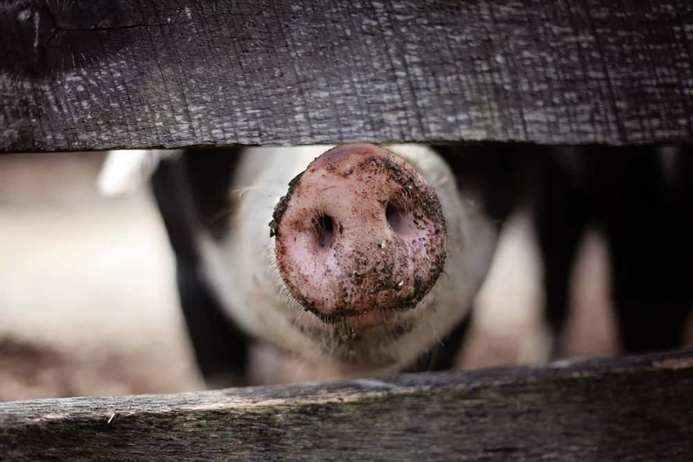  Pig farmers are going to have a rough time with the impending Chinese tariffs on exports (Source: Pexels) 