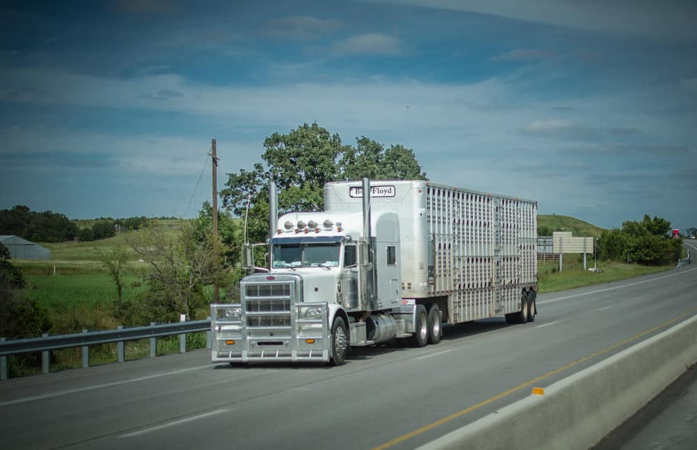  A livestock hauler. ( Photo: truckstockimages.com ) 