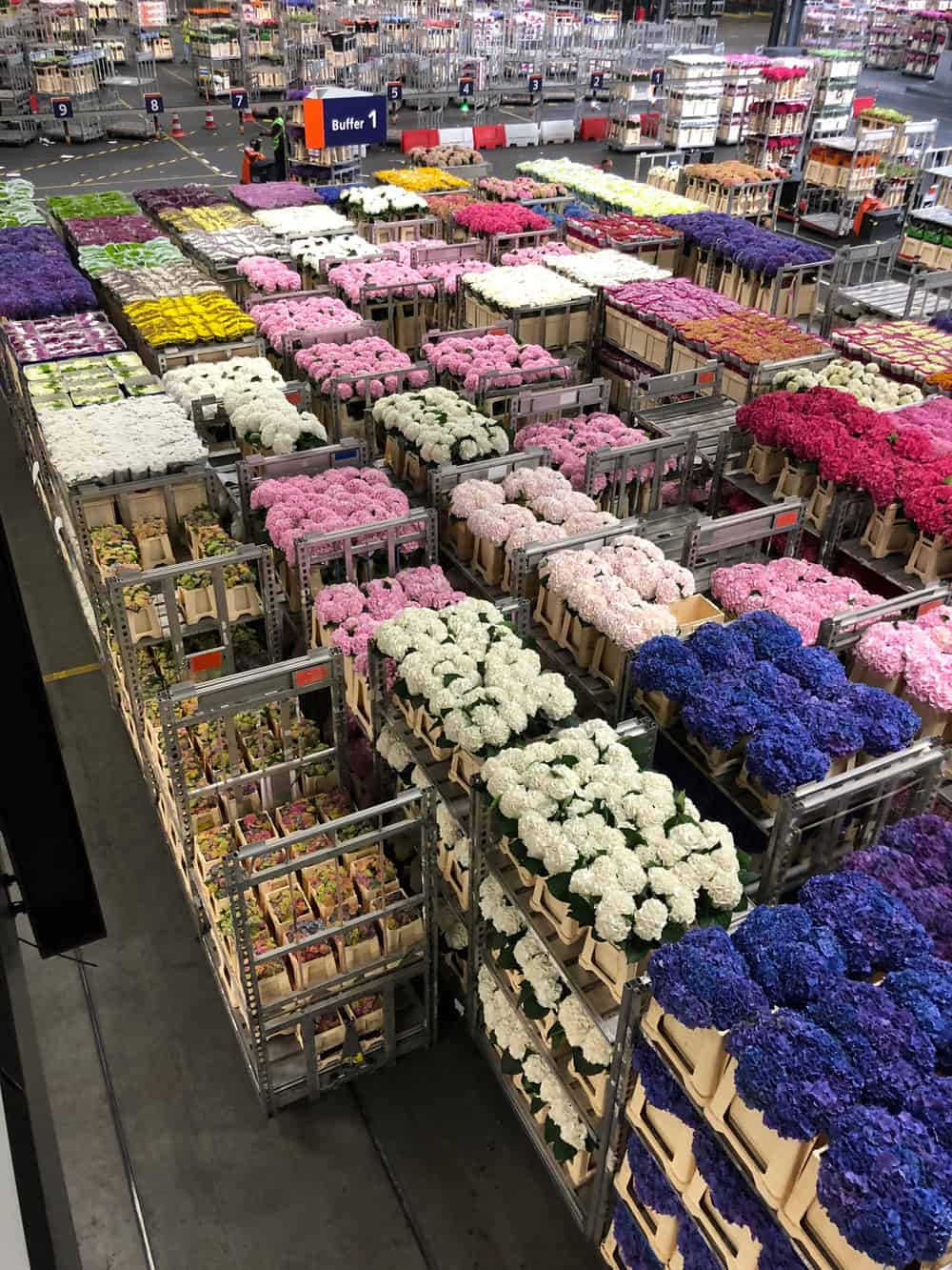  Flowers come in from all over the world and are loaded onto trolleys as they make their way through the FloraHolland flower exchange  