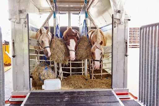 horse travel on plane