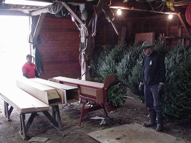 A photograph. Two men stand next to three long cardboard boxes. One of the boxes has the tip of a pine tree sticking out of the opening. Next to them are Christmas trees leaning against a wall.