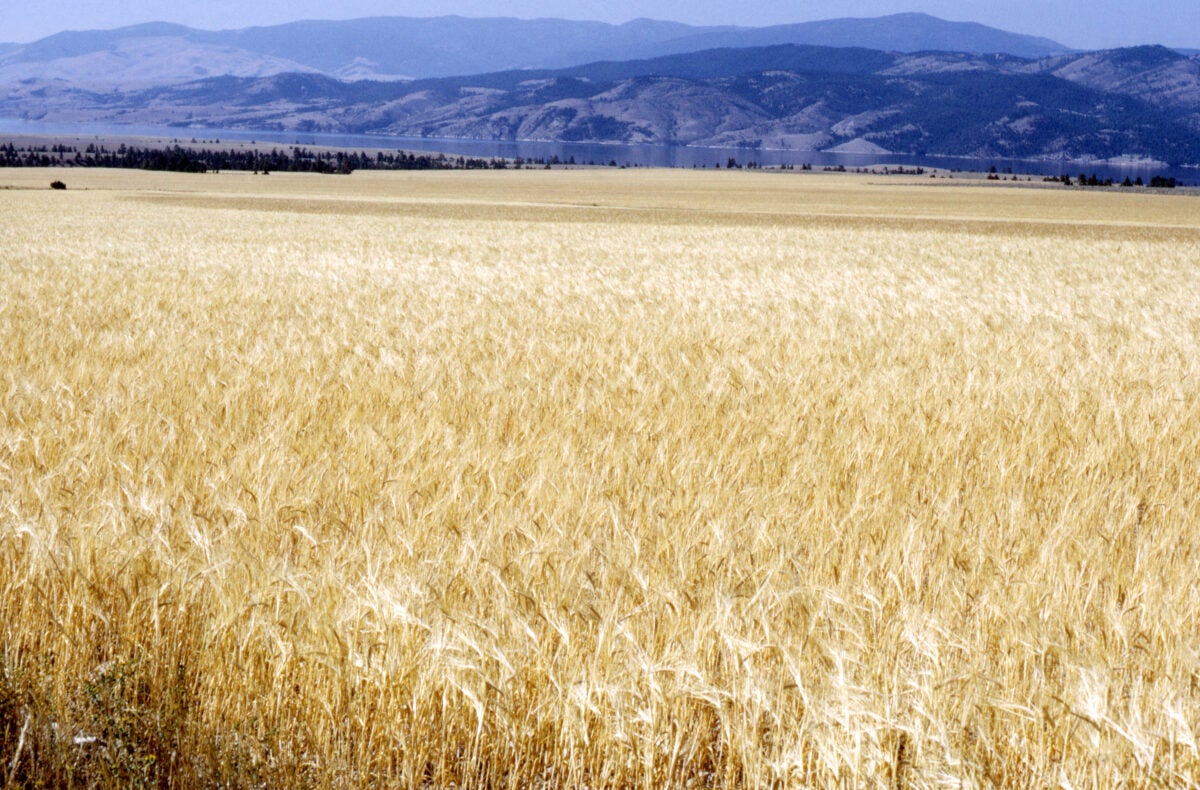 A photograph of a wheat field. A mountain range is in the distance.