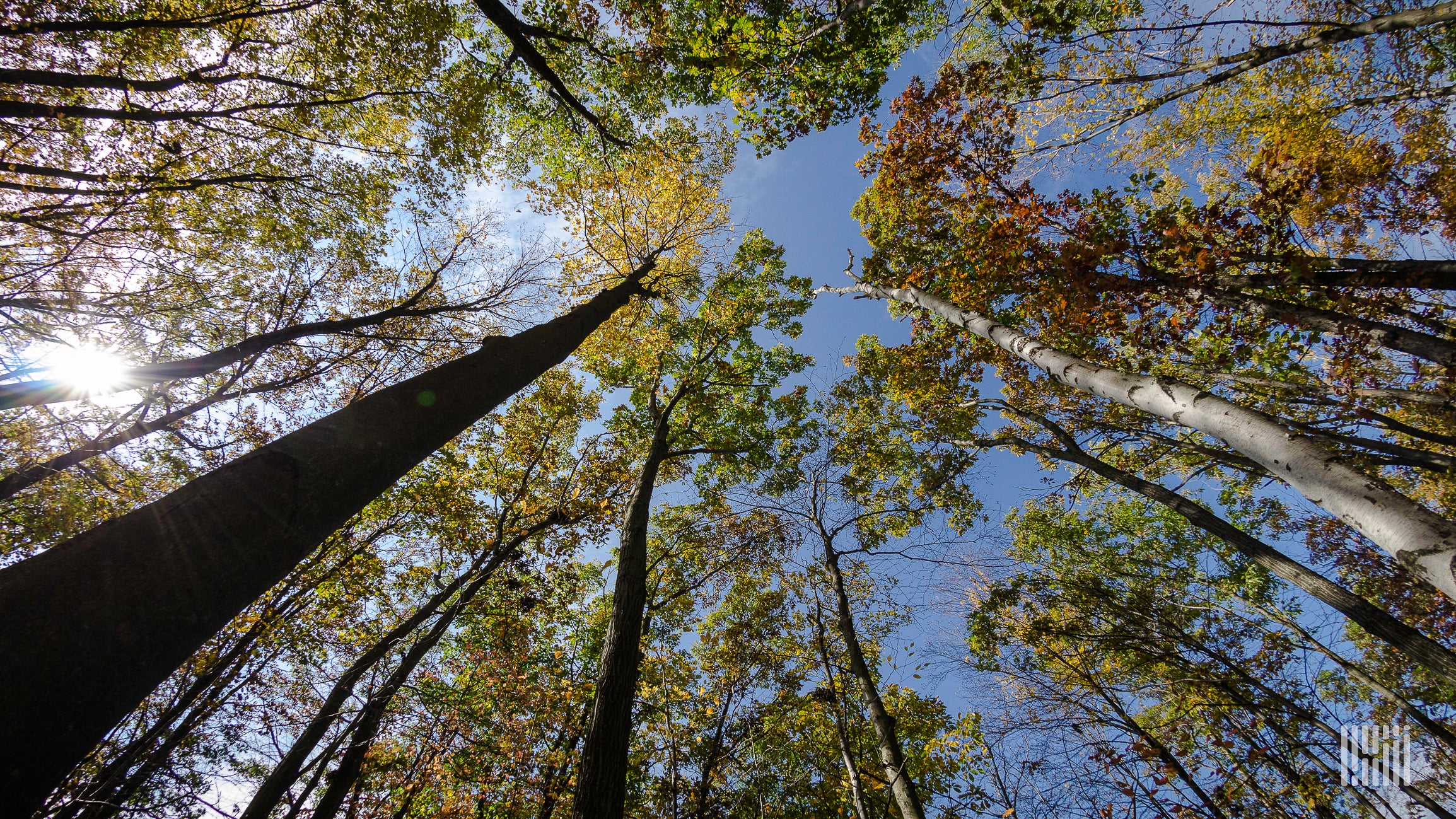 A photograph of a canopy of trees.