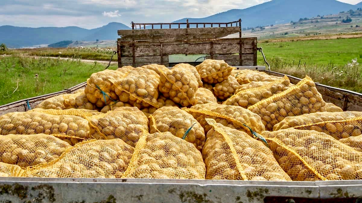 Mexico restores full market access to US potatoes - FreightWaves