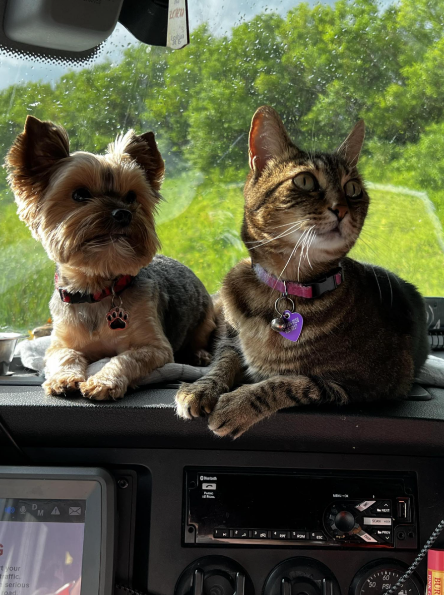 Truckers attest to stress-busting power of pets on the road - FreightWaves